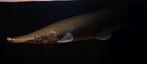 Atractosteus tristoechus Cuban Gar, Dieren en Toebehoren, Vis, Zoetwatervis