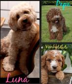 Nestaankondiging. Mini Labradoodle, Dieren en Toebehoren, Honden | Retrievers, Spaniëls en Waterhonden, Rabiës (hondsdolheid)