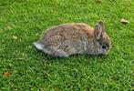 Jonge tamme konijntjes, superleuk sinterklaascadeau!, Dieren en Toebehoren, Konijnen, Meerdere dieren, Middelgroot, 0 tot 2 jaar