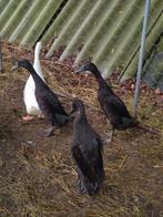 4 jonge manlijke loopeenden., Dieren en Toebehoren, Pluimvee, Geslacht onbekend, Eend