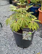 Te koop schefflera tawaniana, Ophalen