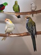 Koppel bleekkop rosella's lutino., Dieren en Toebehoren, Vogels | Parkieten en Papegaaien, Meerdere dieren, Parkiet, Geringd
