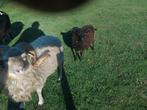 Ouessant ram., Dieren en Toebehoren, Schapen, Geiten en Varkens, Mannelijk, Schaap