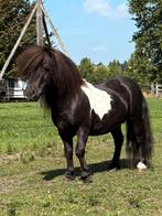 Shetlandpony’s mini-kleine maat en Dartmoor merrie, Dieren en Toebehoren, Pony's, Gechipt, Niet van toepassing, 0 tot 2 jaar, A pony (tot 1.17m)