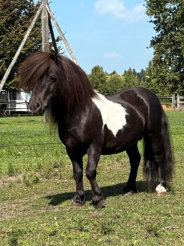 Shetlandpony’s mini-kleine maat en Dartmoor merrie, Dieren en Toebehoren, Pony's, Meerdere dieren, Niet van toepassing, A pony (tot 1.17m)