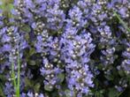 Zenegroen bodembedekker  Ajuga in 3 soorten blauwe bloem, Tuin en Terras, Ophalen of Verzenden, Vaste plant, Bodembedekkers