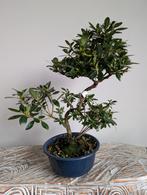 Satsuki Azalea Hanamaiko Bonsai, Tuin en Terras, Ophalen of Verzenden