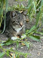 Lieve kittens te koop, Dieren en Toebehoren, Katten en Kittens | Overige Katten, Poes, Kortharig, 0 tot 2 jaar