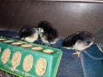 Kleine kuikentjes Australorp groot ras, Dieren en Toebehoren, Pluimvee, Geslacht onbekend, Kip