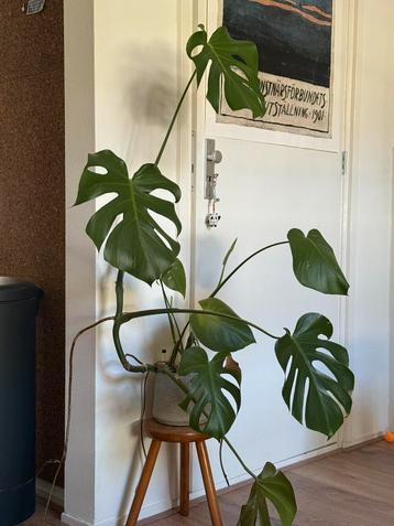 Monstera incl betonnen look pot beschikbaar voor biedingen