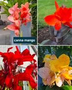 Canna planten, nu 70-90 cm, rood, roze,oranje, geel bloeiend, Ophalen, Zomer, Overige soorten, Volle zon
