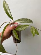 Hoya Pubicalyx Splash meerdere stekken beschikbaar, Huis en Inrichting, Kamerplanten, Ophalen of Verzenden, Halfschaduw, Minder dan 100 cm