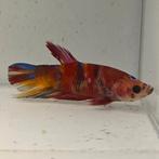 Betta splendens man 11, Vis