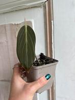 Philodendron Gigas Stekje - Zeldzaam!, Huis en Inrichting, Kamerplanten, Ophalen of Verzenden