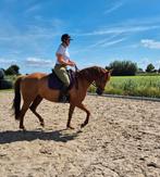 Werkwillig hartenpaard met Hall of Fame afstamming, Merrie, Dressuurpaard