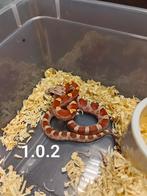 Pantherophis guttatus, Slang, Tam, 0 tot 2 jaar