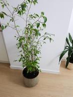 Mooie grote plant, Huis en Inrichting, Ophalen of Verzenden, Halfschaduw, Minder dan 100 cm