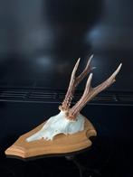 Reebok ree hert, Ophalen of Verzenden, Zo goed als nieuw, Hert, Gewei of Kop