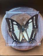 Opgezette vlinder in display, Verzamelen, Ophalen of Verzenden, Zo goed als nieuw, Insect