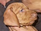 Vizsla pup, Dieren en Toebehoren, België, Particulier, Overige rassen, 8 tot 15 weken