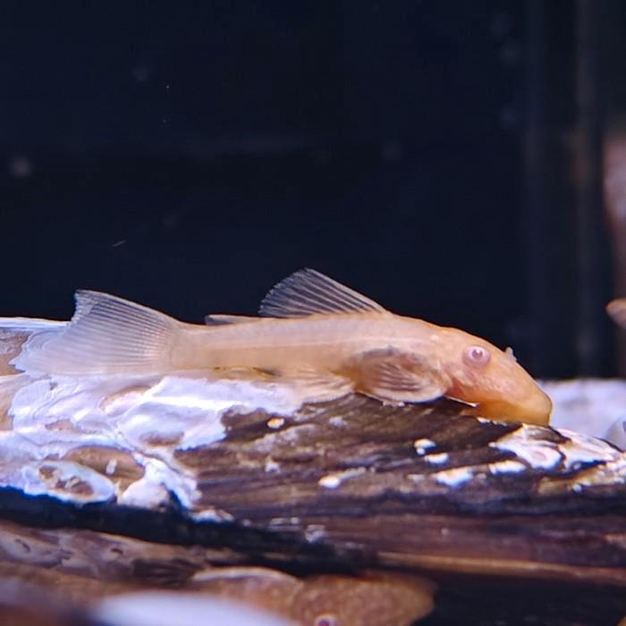 Ancistrus cf. cirrhosus, Dieren en Toebehoren, Vissen | Aquariumvissen, Vis