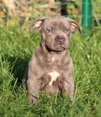 Amerikaanse Safford pups, Dieren en Toebehoren, Honden | Jack Russells en Terriërs, België, CDV (hondenziekte), 8 tot 15 weken