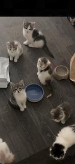 Katten kat kitten  Vader Siberisch Siberië mama European, Kater