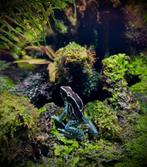 Gifkikkers , bewezen trio ( voor de kweek) tinctorius, 3 tot 6 jaar