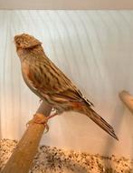 2 Harlekijn kanarie mannen met kuif, Dieren en Toebehoren, Vogels | Kanaries, Mannelijk, Kleurkanarie