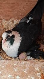 Shiraser tuimelaars, Dieren en Toebehoren, Vogels | Duiven, Meerdere dieren