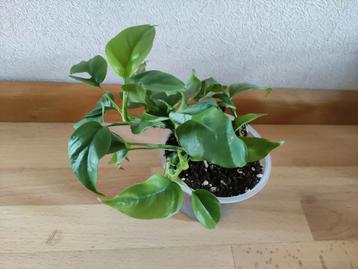 Rhaphidophora tetrasperma BESCHIKBAAR TOT 18 JUNI beschikbaar voor biedingen