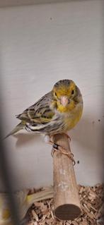 Mooie TT waardige koppels mozaïek kanaries geringd en Onverw, Meerdere dieren, Kleurkanarie