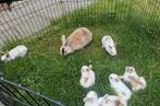 Mooie jonge konijnen, Dieren en Toebehoren, Ophalen