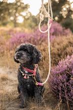 Op zoek naar een oppas (geen kennels of meerdere honden), Ophalen, Nieuw