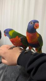 Mooie koppel lori papagaaien, Meerdere dieren, Papegaai, Tam