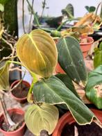 Gratis planten, Ophalen, Overige soorten, Minder dan 100 cm