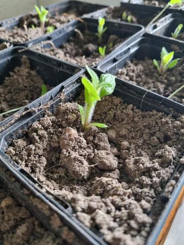 BIO Yacón / Appelwortel (knolgroente) in p9 pot beschikbaar voor biedingen
