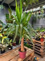 Yucca elephantipes met dikke stam, 1 meter hoog, Ophalen of Verzenden
