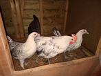 Groninger Meeuw zilverpel groot hennen en haan, Dieren en Toebehoren, Pluimvee, Meerdere dieren, Kip