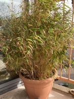 bamboe balkonplant met pot, Vaste plant, Overige soorten, Ophalen, Bloeit niet