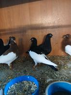Te koop jonge ekster tuimelaars, Meerdere dieren, Tuimelaar of Roller