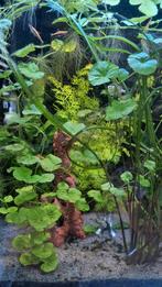 Aquariumplanten, Dieren en Toebehoren, Vissen | Aquariumvissen, Overige typen, Zoetwatervis
