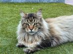 XXL Russische Maine Coon kater te koop, Dieren en Toebehoren, Kater