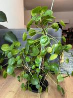 Pilea Peperomioides/ Pannenkoekplant/ chinese money plant, Ophalen of Verzenden, Zomer, Overige soorten