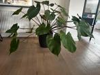 Homoalomena 'Maggy' kamerplant, Ophalen, Overige soorten, Halfschaduw, In pot