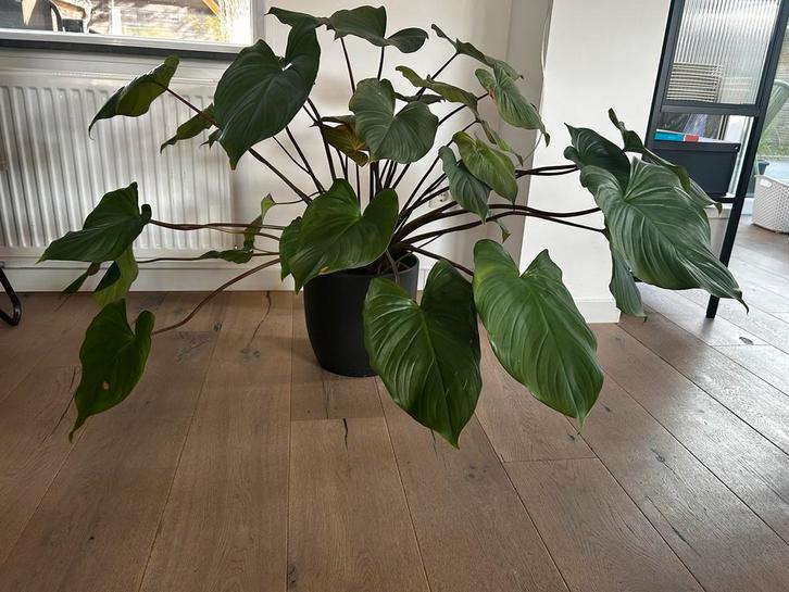 Homoalomena 'Maggy' kamerplant, Huis en Inrichting, Kamerplanten, Overige soorten, Minder dan 100 cm, Groene kamerplant, Halfschaduw