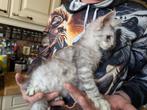 1 Maine Coon poes  met stamboom, Dieren en Toebehoren, Katten en Kittens | Raskatten | Langhaar, Poes, Gechipt