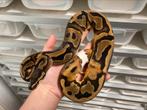 1.0 Pied ball python regius te koop, Dieren en Toebehoren, Reptielen en Amfibieën, Slang, Tam, 0 tot 2 jaar
