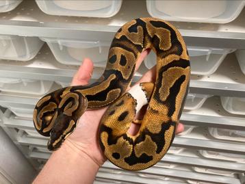 1.0 Pied ball python regius te koop beschikbaar voor biedingen