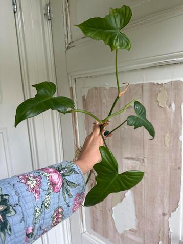 Philodendron Golden Dragon gewortelde stekken beschikbaar voor biedingen